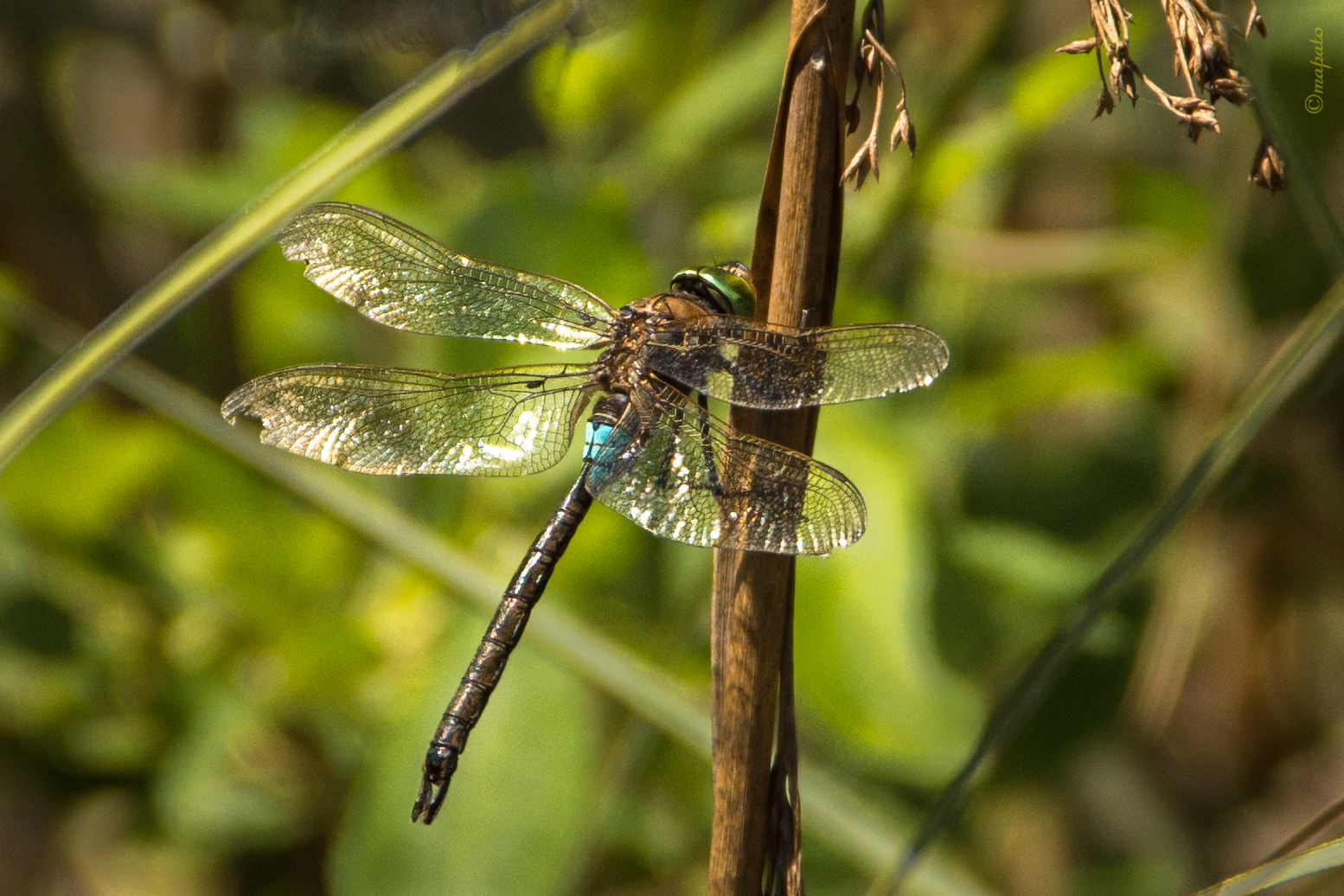 das Sonnenbad einer Libelle 