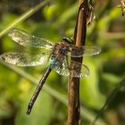 das Sonnenbad einer Libelle 