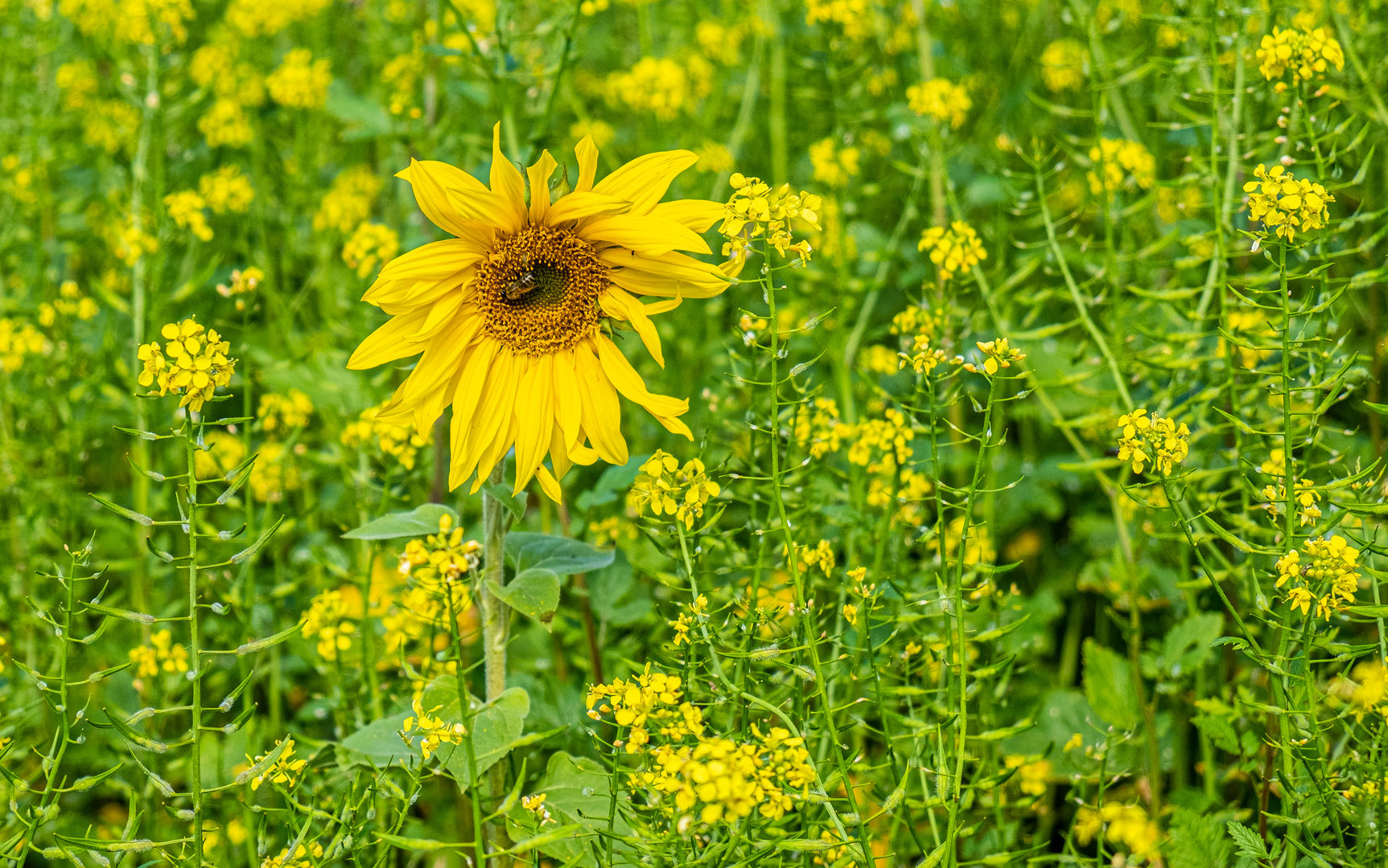 Das Sonnenblümchen im Senffeld