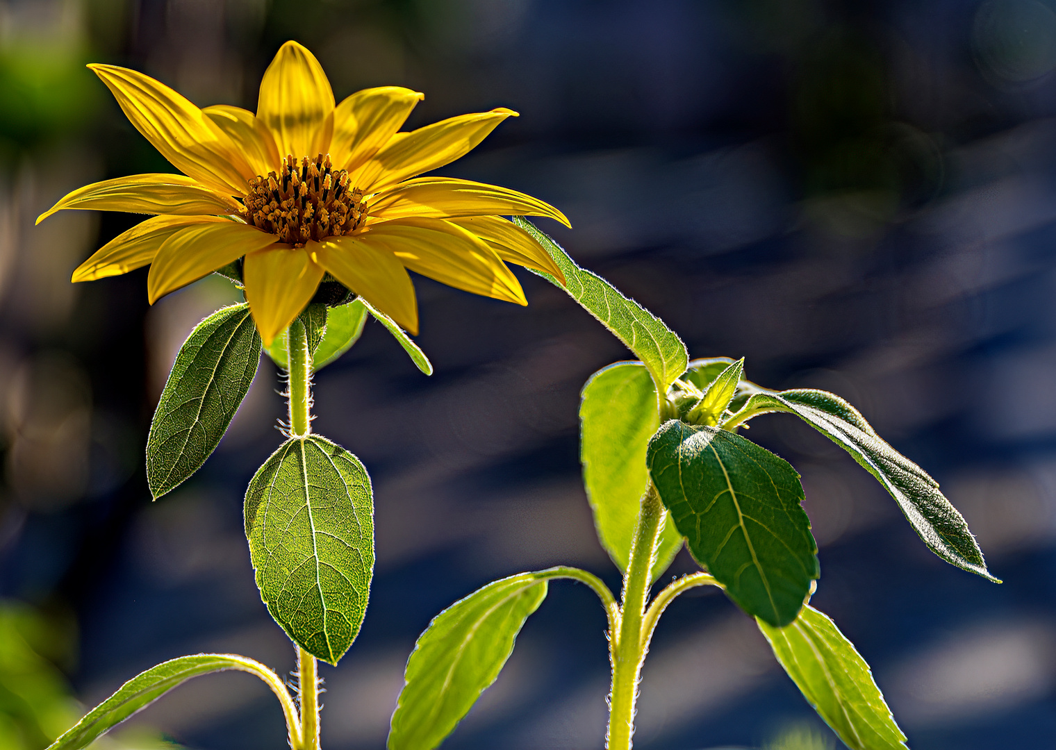 Das Sonnenblumenbaby