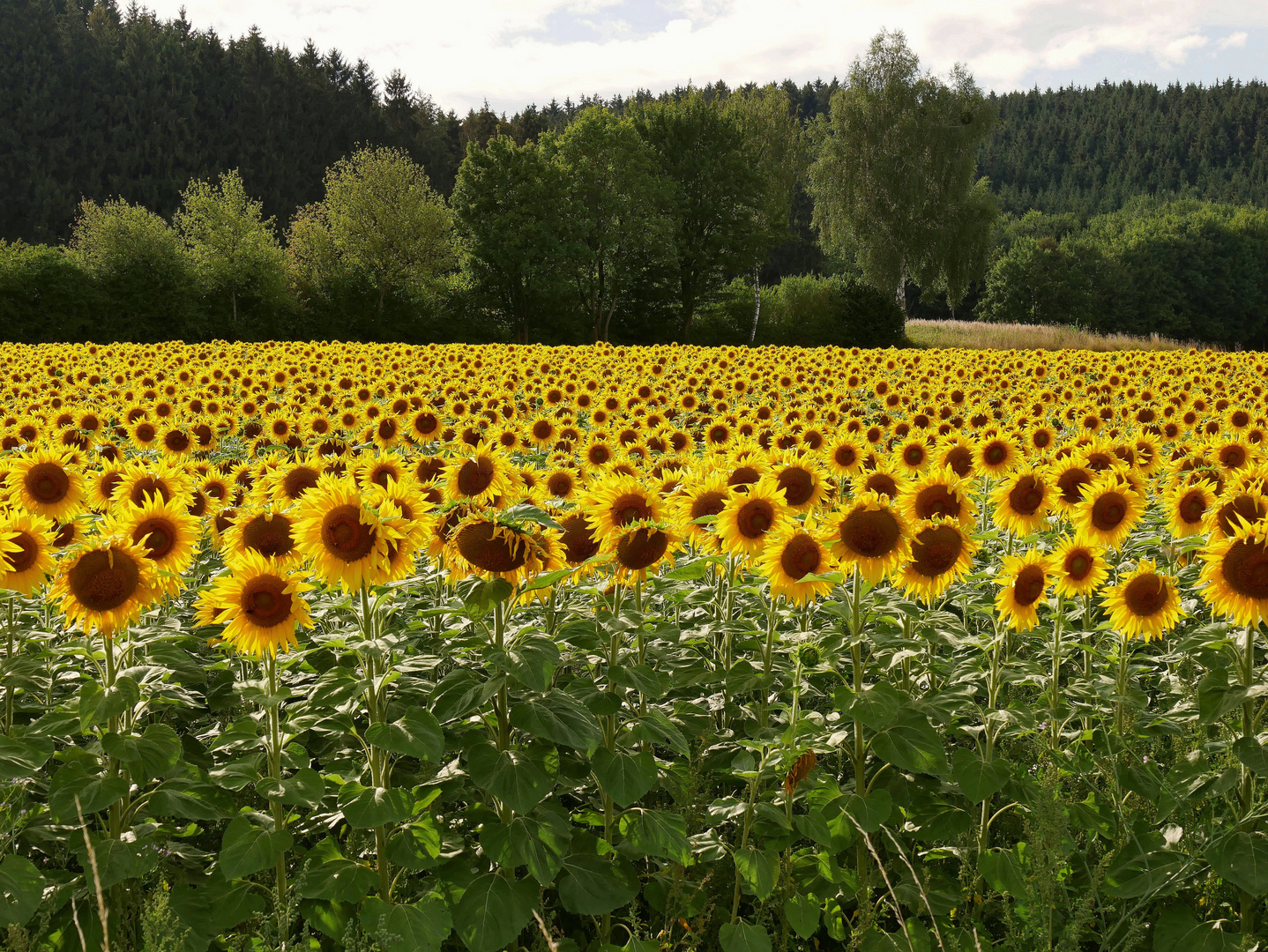 Das Sonnenblumenfeld