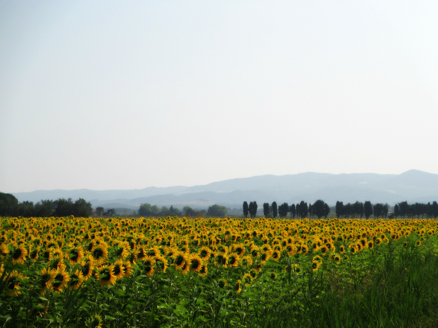 Das Sonnenblumenfeld