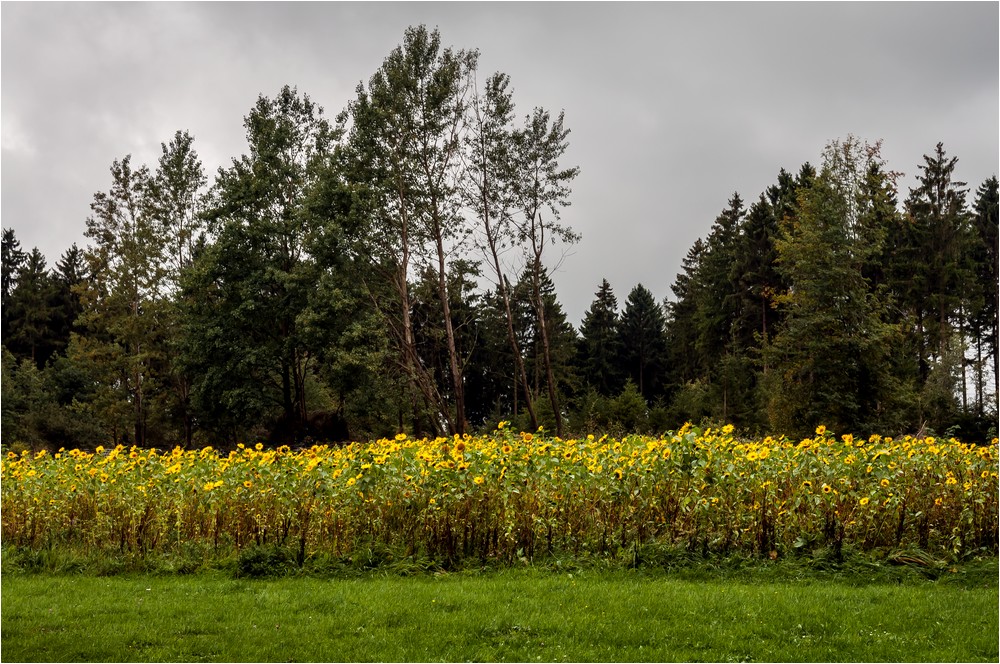 Das Sonnenblumenfeld ...