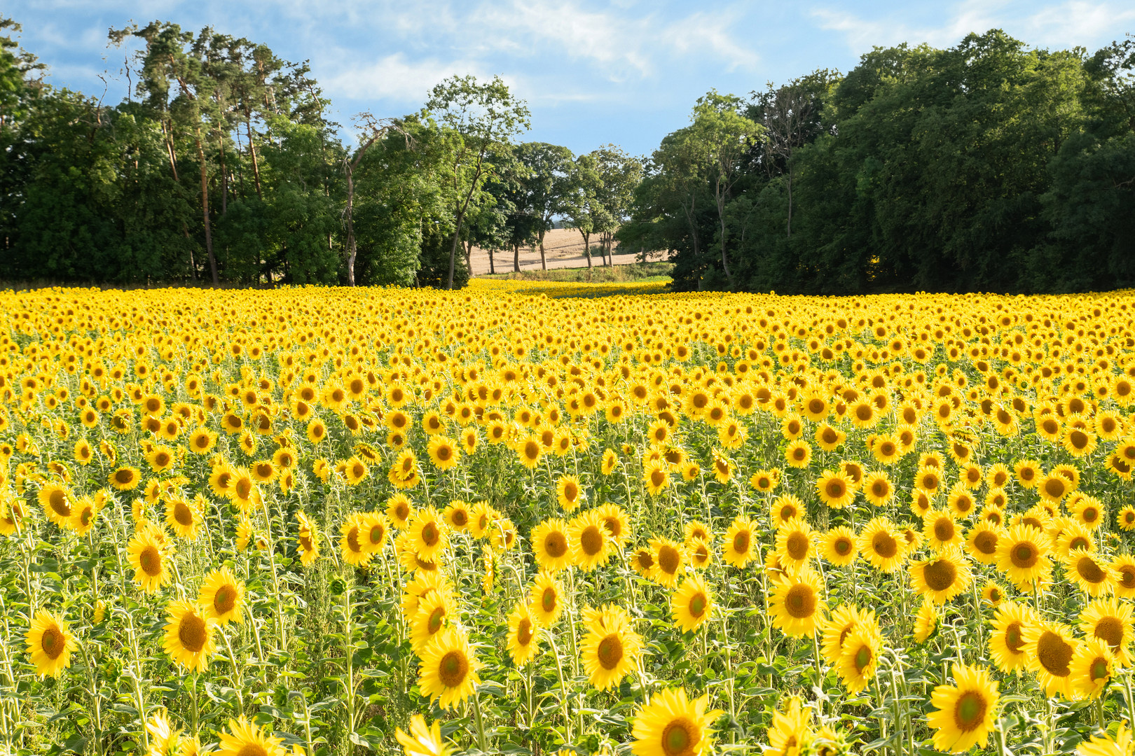 Das Sonnenblumenfeld