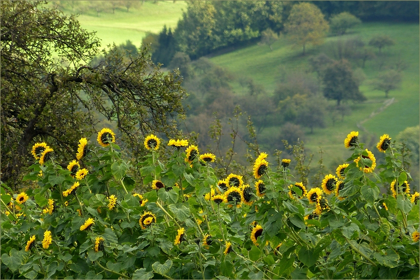 Das Sonnenblumenfeld