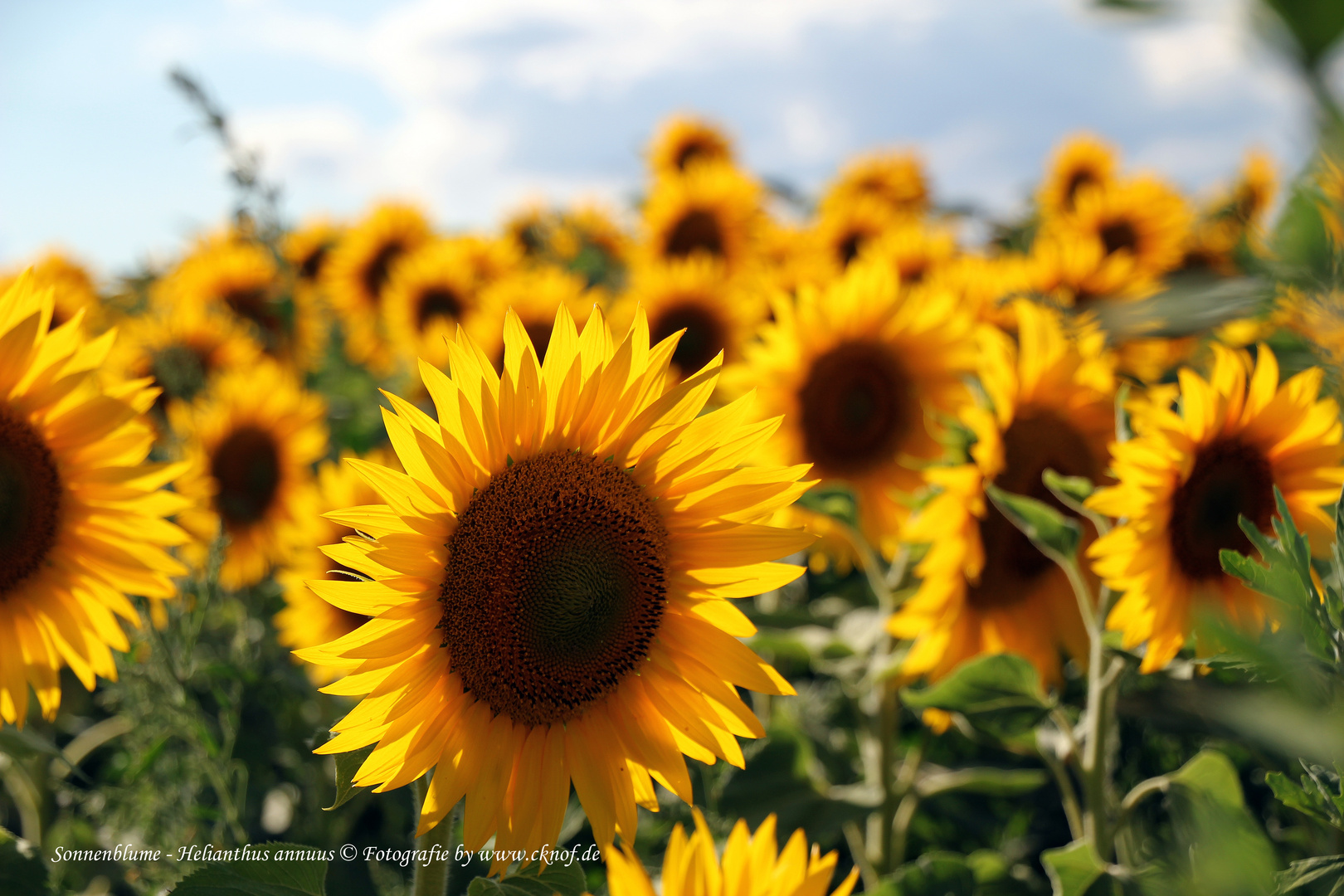 Das Sonnenblumenfeld