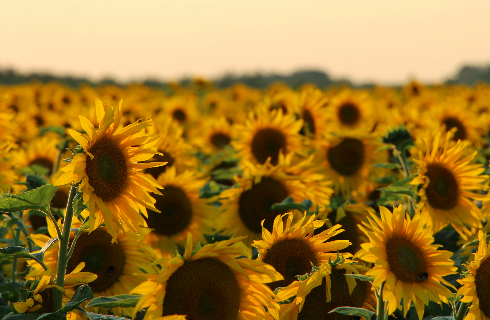 Das Sonnenblumenfeld