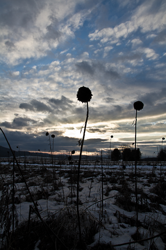 Das Sonnenblumenfeld