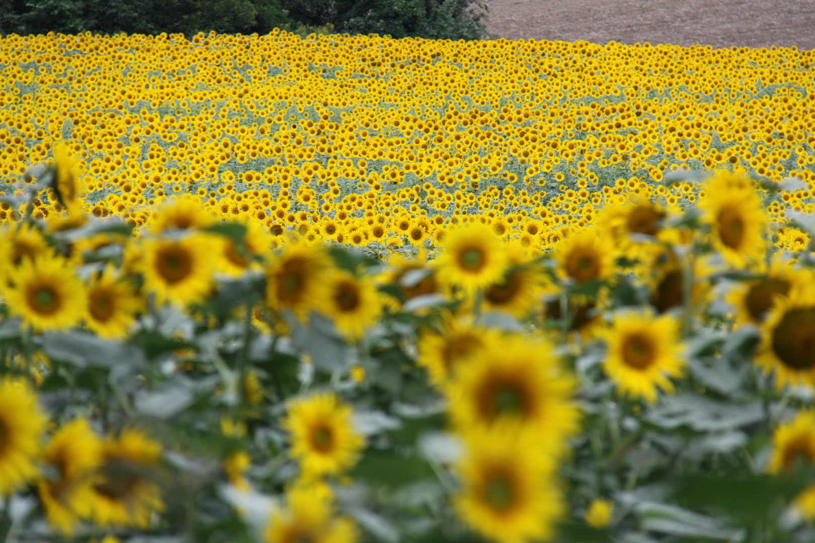 Das Sonnenblumenfeld in Ungarn