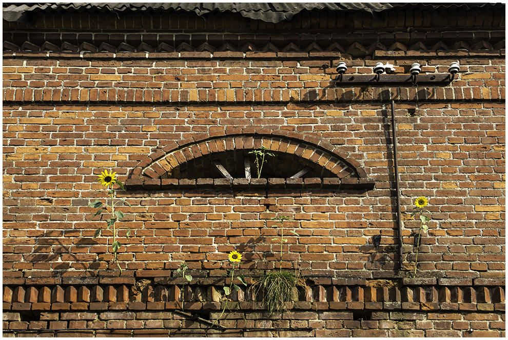 Das Sonnenblumenhaus