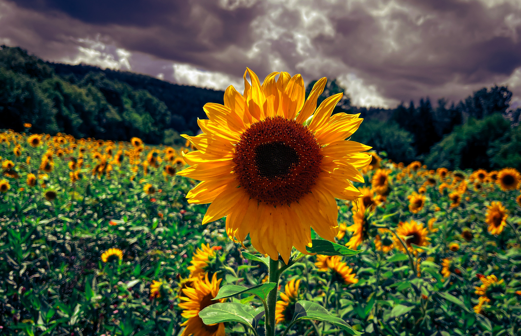 Das Sonnenblumenland 