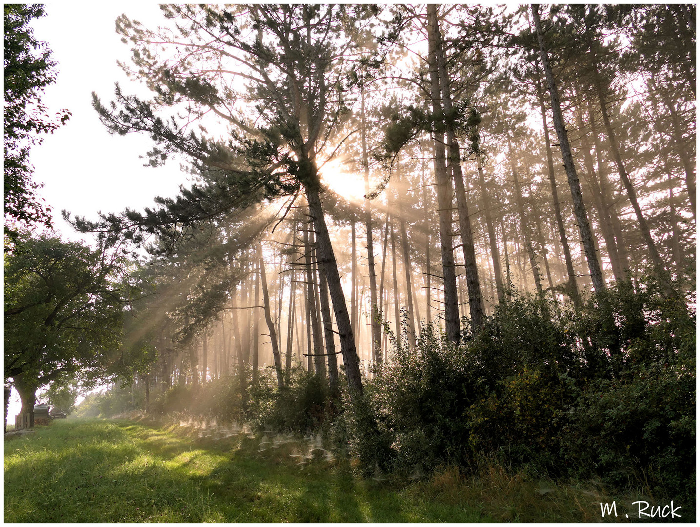 Das Sonnenlicht durchdringt den Wald ,