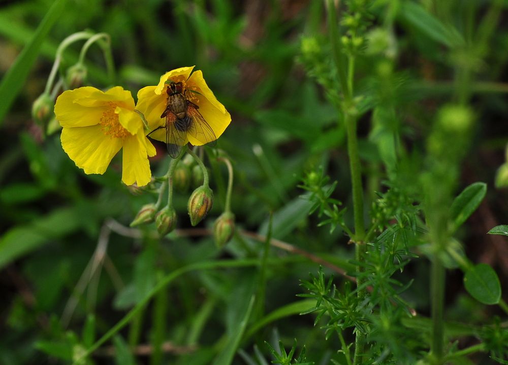 Das Sonnenröschen (Helianthemum nummularium)