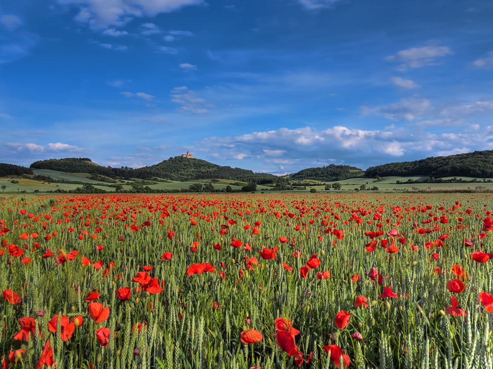 Das sonnige Feld