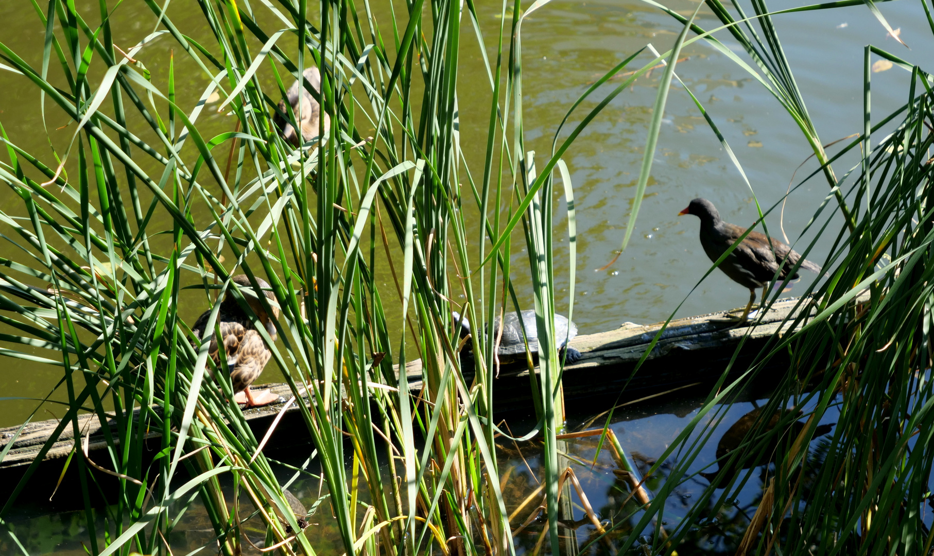 Das Sonntagstreffen von Ente,Schildkröte und co.