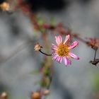 das spanische Gänseblümchen...