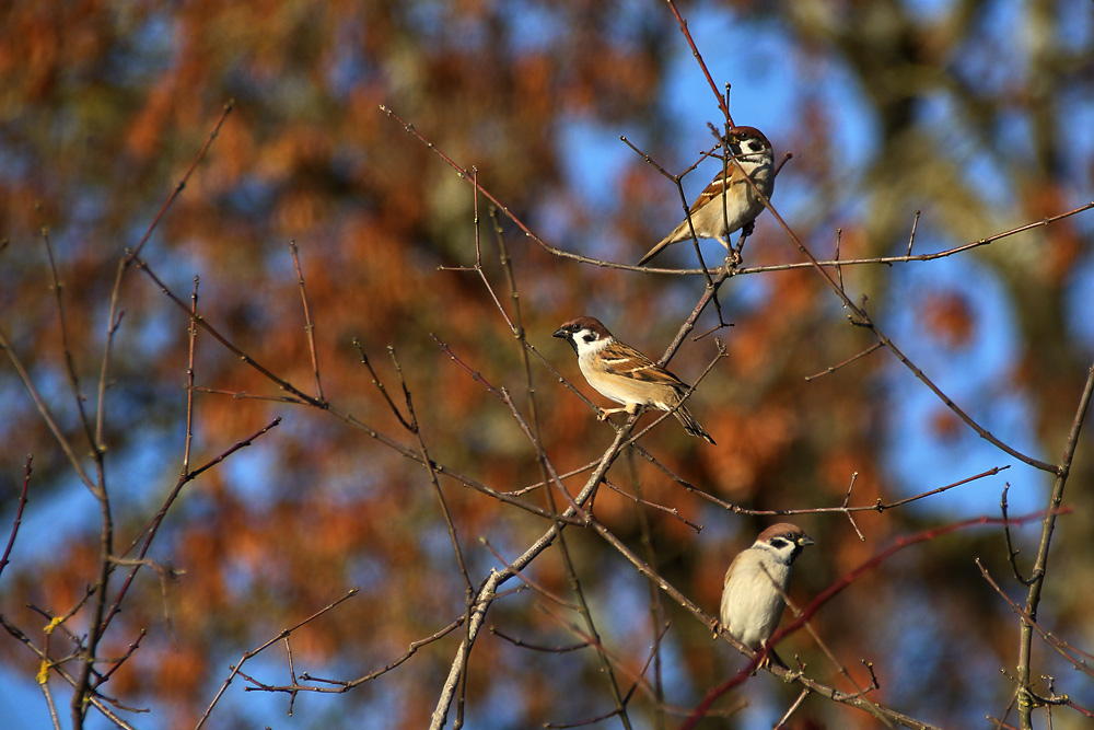 das Sperlings-Trio