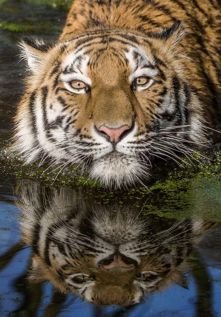 Das Spiegelbild Foto Bild Tiere Zoo Wildpark Falknerei Saugetiere Bilder Auf Fotocommunity