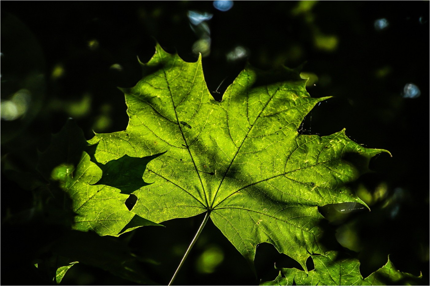 Das Spiel der Schatten