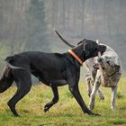 Das Spiel mit dem Stöckchen