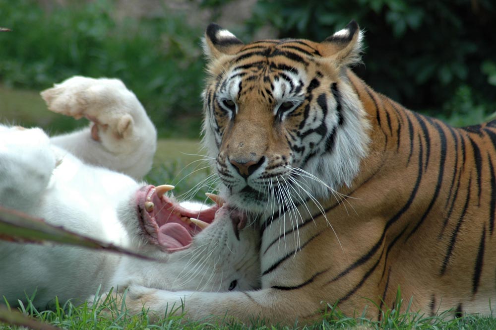 Das Spiel mit dem weissen Tiger ...