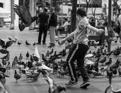 das Spiel mit den Tauben