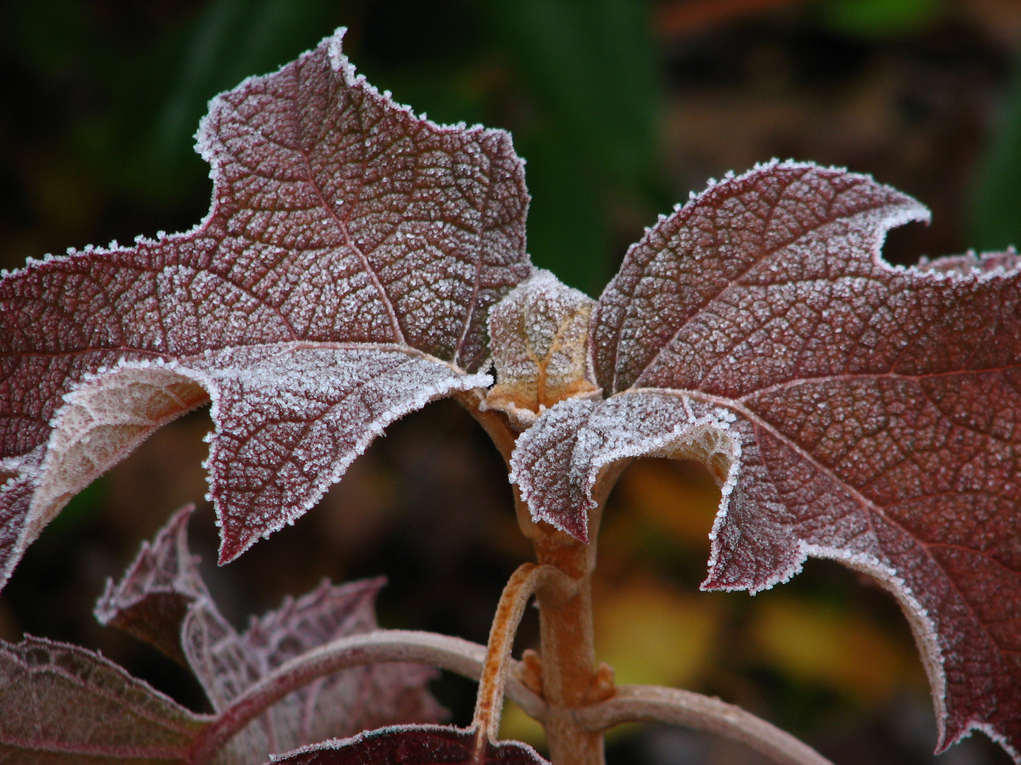 Das Spiel von Frost und Farben...