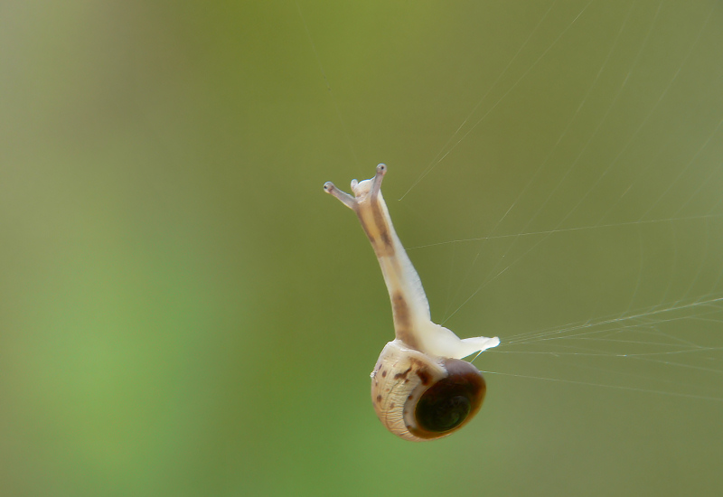 Das spinnende Schnecklein