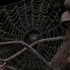 Das Spinnennetz