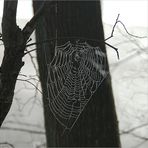 das Spinnennetz