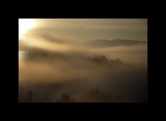 Das Spinnennetz im Morgentau