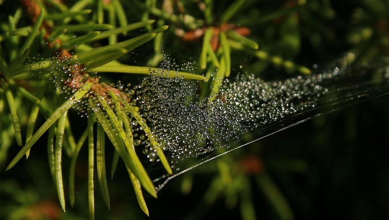 das Spinnennetz trägt Perlen