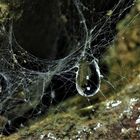 das Spinnennetz und der Wassertropfen