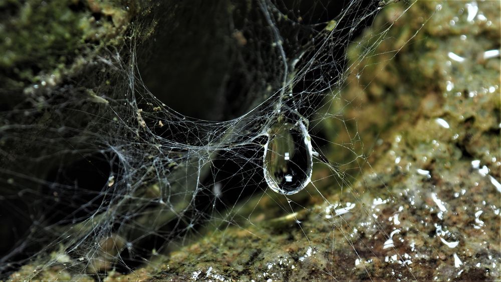 das Spinnennetz und der Wassertropfen