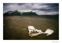 Das Spitzbergen-Projekt [Nr.4] "Jäger und Gejagte"