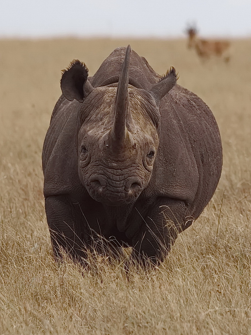 Das Spitzmaulnashorn