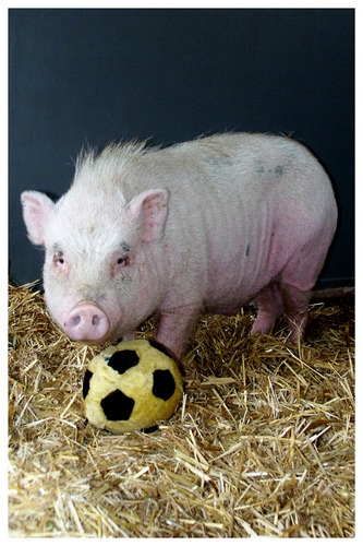 Das sportliche Schwein :-)