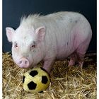 Das sportliche Schwein :-)