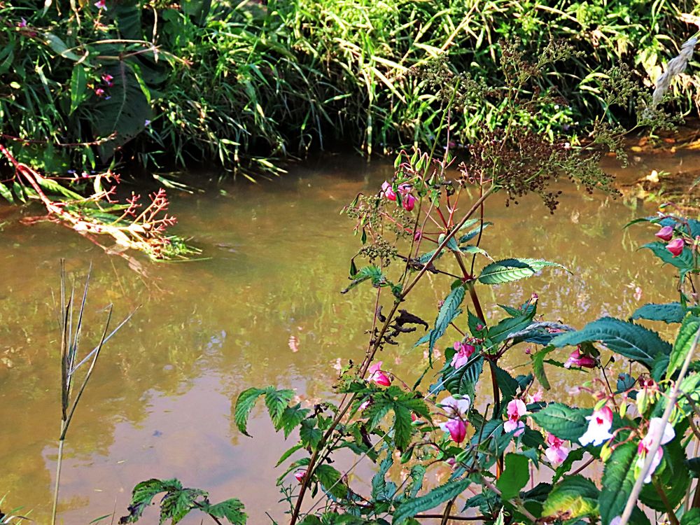 Das Springkraut wächst hier am Rande des Flusses Foto & Bild