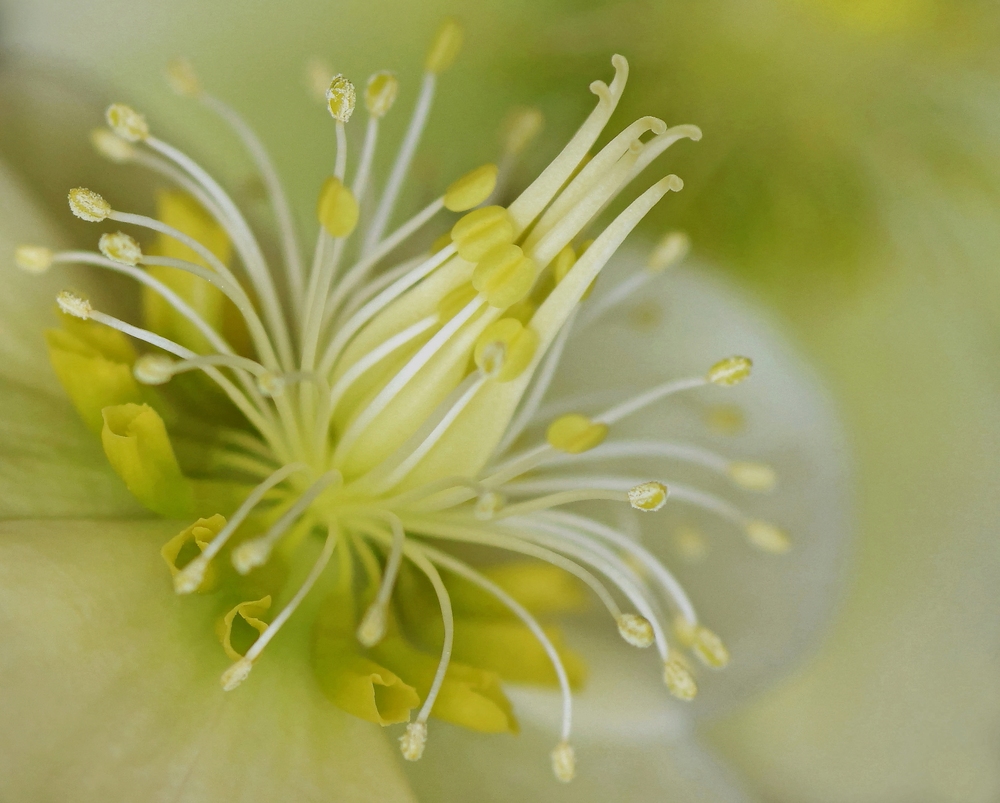 Das sprudelnde Herz der Christrose