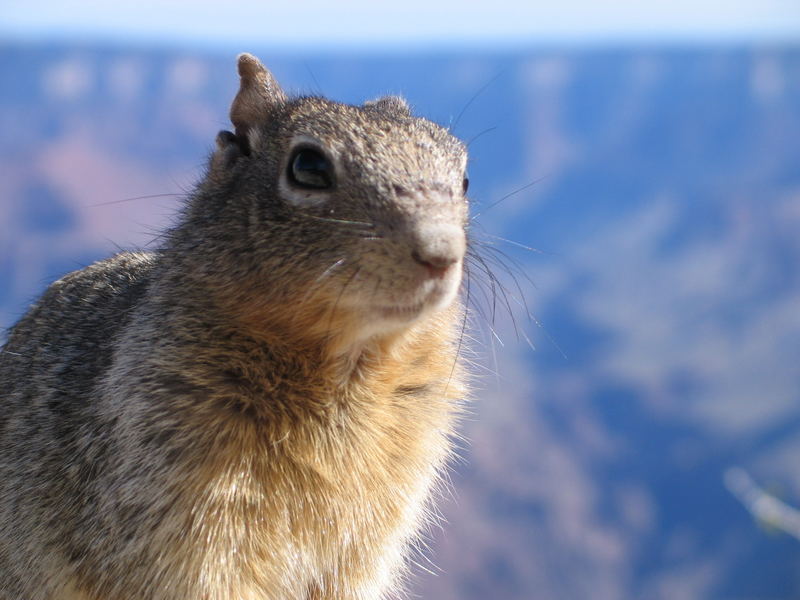 Das Sqirrel und der Canyon