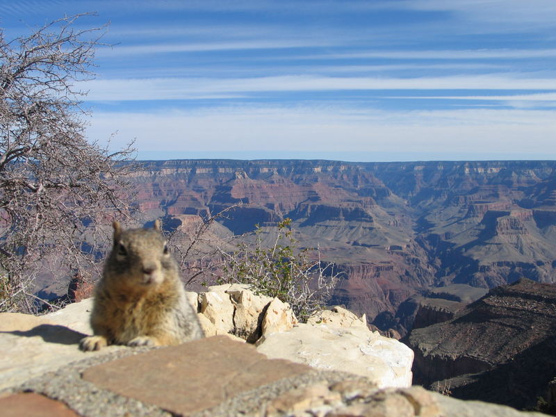 Das Sqirrel und der Canyon II