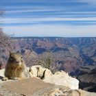 Das Sqirrel und der Canyon II