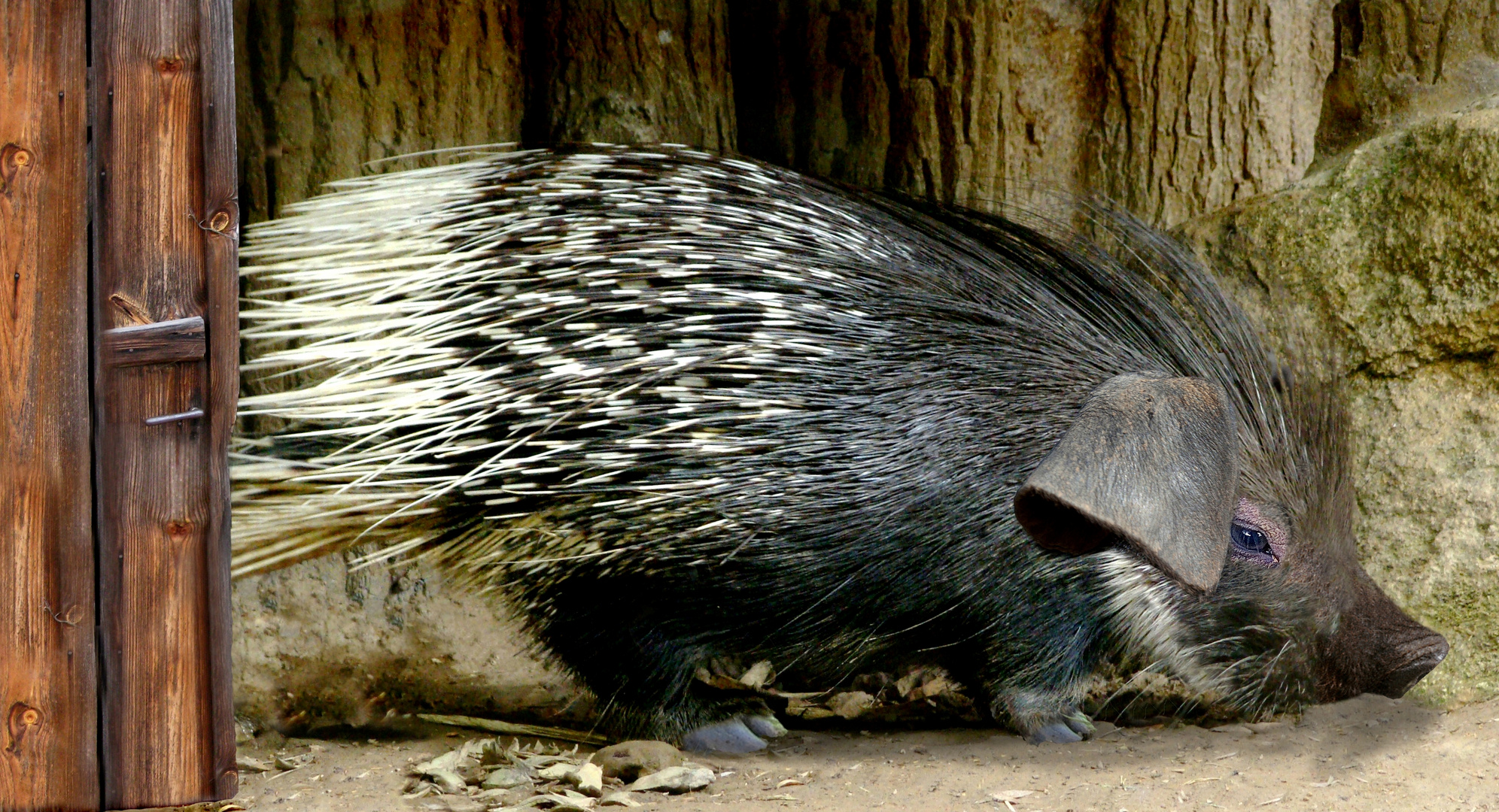 Das Stachelschwein