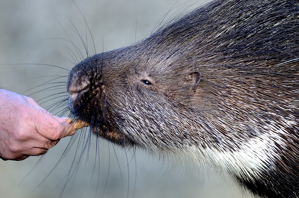 Das Stachelschwein will auch eine...