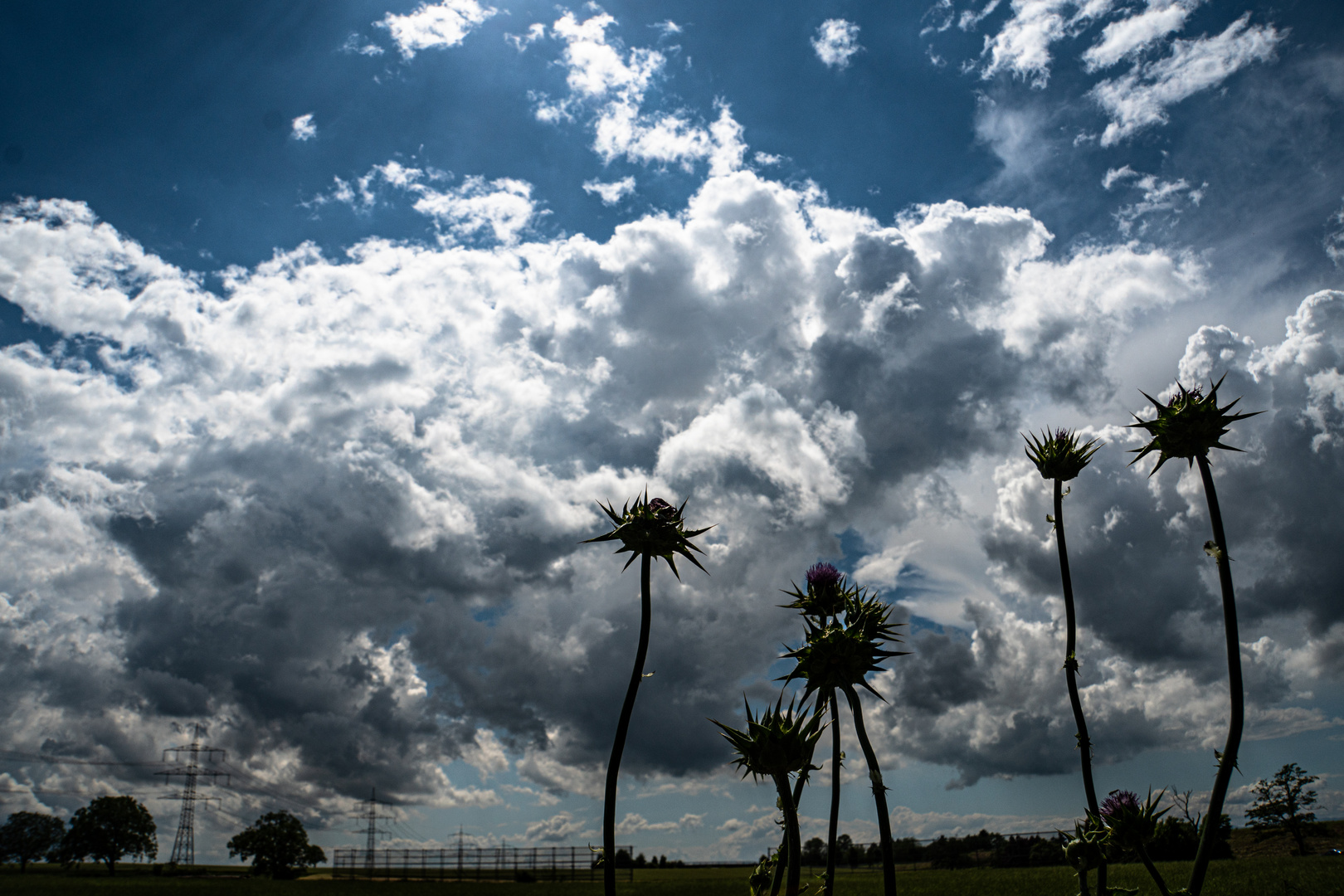 Das Stachlige und das Weiche - Disteln vor Wolken  :-)