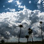 Das Stachlige und das Weiche - Disteln vor Wolken  :-)