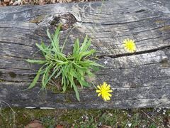 Das Stammblümchen....