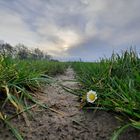 Das starke Gänseblümchen 