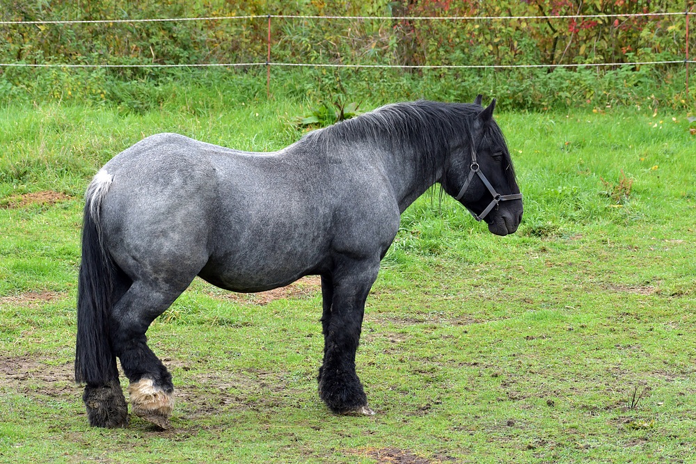 Das starke graue Pferd und die Schwierigkeit einer Annäherung 01